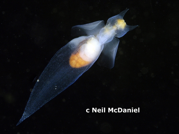 Photo of Clione limacina by <a href="http://www.seastarsofthepacificnorthwest.info/">Neil McDaniel</a>